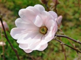 un-soi-de-magnolie-ciufulita